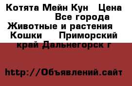 Котята Мейн Кун › Цена ­ 15 000 - Все города Животные и растения » Кошки   . Приморский край,Дальнегорск г.